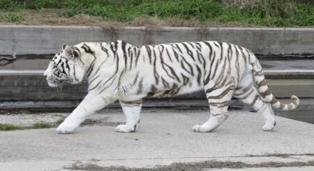 White Tiger in Dehradun Zoo